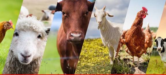 Diversidad de sectores productivos