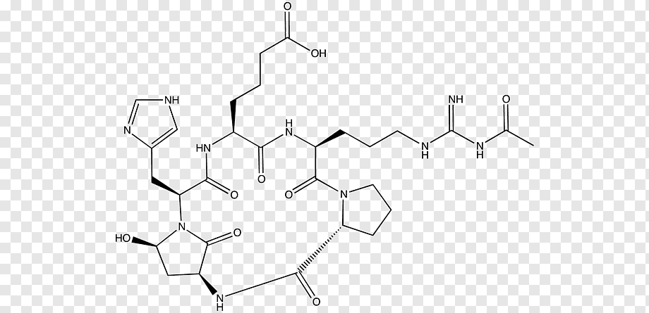 Estructura molecular de la pared celular fúngica