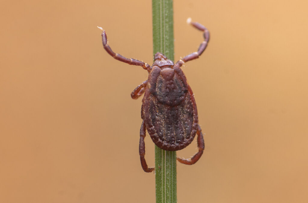 Quitinasa contra Rhipicephalus sanguineus: Un Nuevo Avance en el Control de Garrapatas