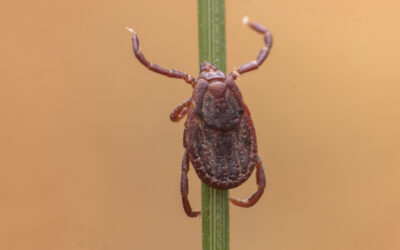 Quitinasa contra Rhipicephalus sanguineus: Un Nuevo Avance en el Control de Garrapatas